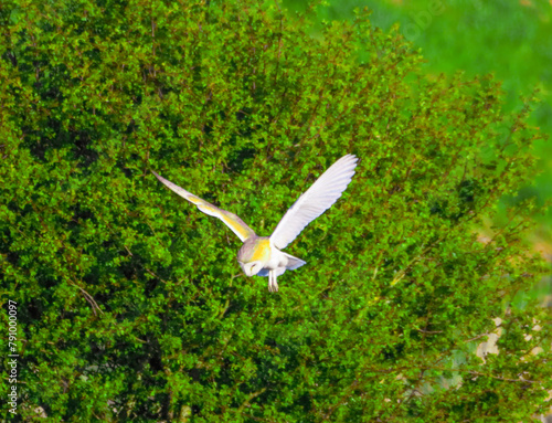 A beautiful Barn Owl in flight at sunset