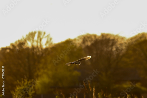 A beautiful Barn Owl in flight at sunset