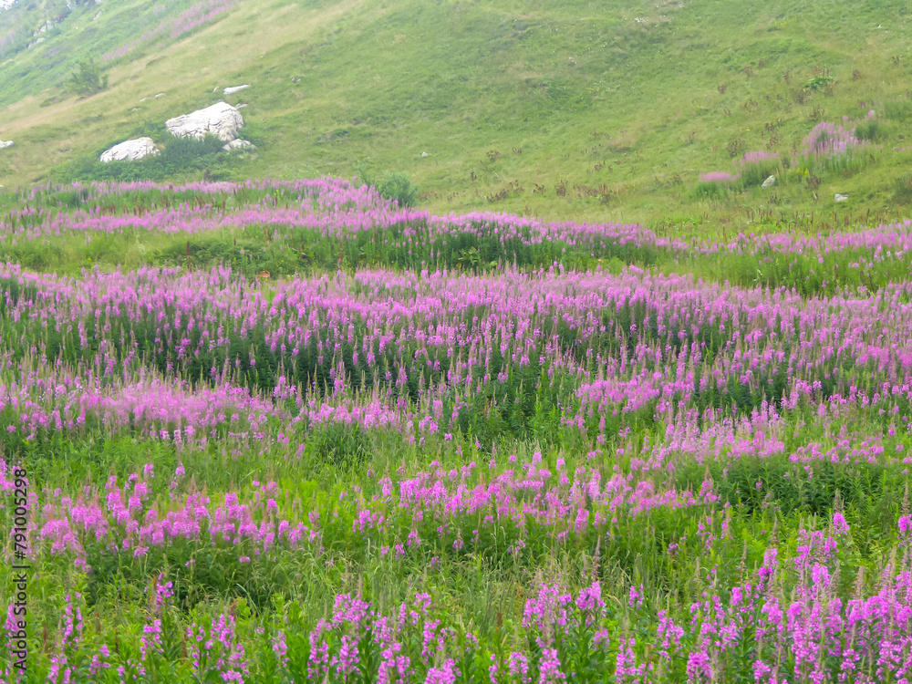 Obraz premium Purple loosestrife flower growing on alpine pasture along a scenic mtb trail along ancient pathway from the Alps to the sea, through the Italian regions of Piemonte and Liguria, and France
