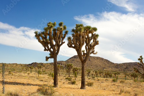 Two tall joshua trees in Joshua Tree National Park, California, USA