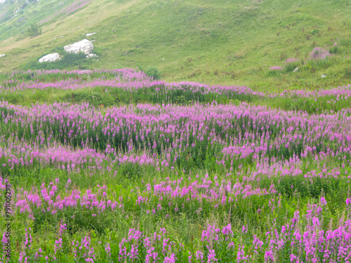 Purple loosestrife flower growing on alpine pasture along a scenic mtb trail along ancient pathway from the Alps to the sea, through the Italian regions of Piemonte and Liguria, and France