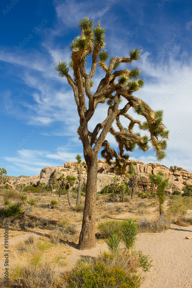Mature Joshua tree under the blue sky in National Park, California, USA. Nature. Vertical image Mature Joshua tree under the blue sky in National Park, California, USA. Nature. Vertical image