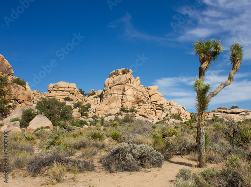 Boulders and rocks mountains with Joshua tree at Barker Dam trail, Joshua Tree National Park, California, United States.