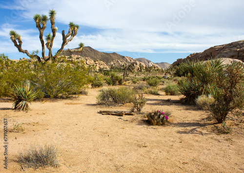 Barker Dam trail overview in Joshua Tree National Park, California, USA