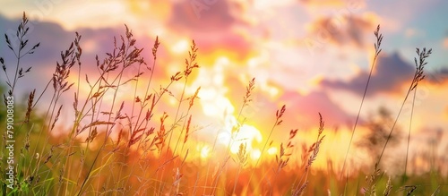 Nature background with tall grass in a meadow under a sunset sky during spring or summer.