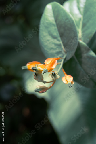 Orange Flower Buds photo