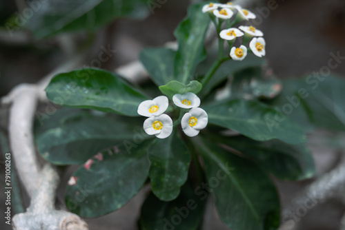 Canvastavla White and yellow flower