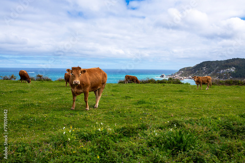 Cows grazing in the meadows of the coast of Galicia. Brown cows with the blue sea in the background.  Cattle in nature. Vacas gallegas.