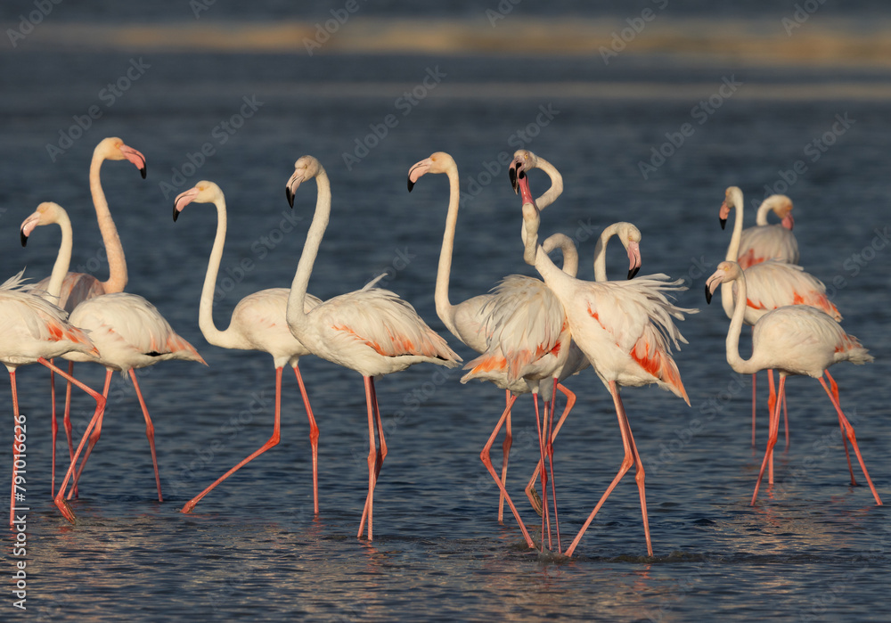 Greater Flamingos fighting while feeding at Eker creek, Bahrain