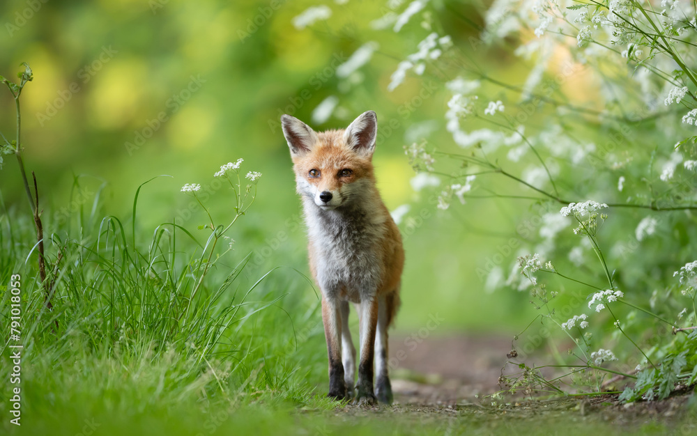 Portrait of a red fox cub standing in a meadow - obrazy, fototapety, plakaty 