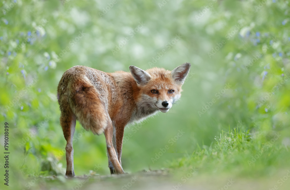 Portrait of a red fox cub standing in a meadow Portrait of a red fox cub standing in a meadow