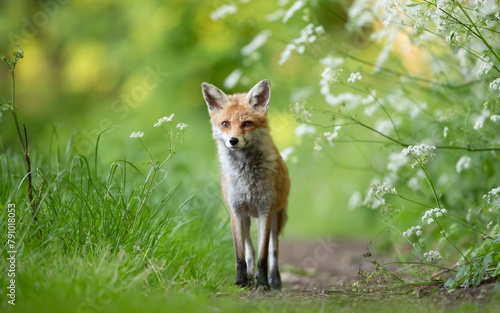 Portrait of a red fox cub standing in a meadow