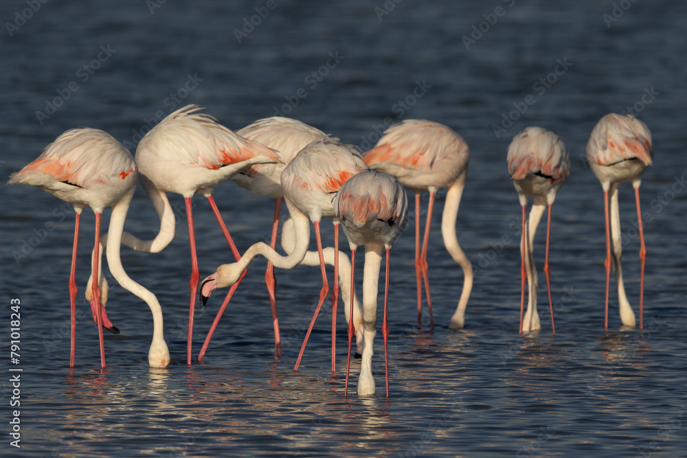 A flock of Greater Flamingos feeding at Eker creek in the morning, Bahrain