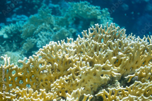 coral reef in the sea