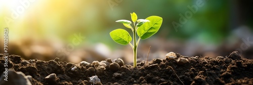 Investigating the use of novel fertilizers and growth stimulants, researchers aim to boost plant productivity while minimizing environmental impact photo