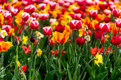 spring colorful tulips blooming in the citadel park in Poznan © SandraSevJarocka