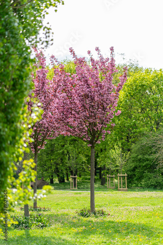 Fotografía dreamy pastel cherry blossom blooming tree in the spring in citadel park in Pozn