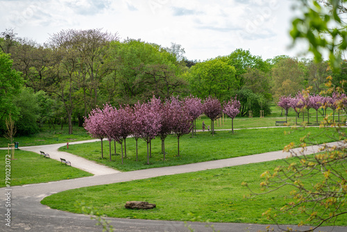 dreamy pastel cherry blossom blooming tree in the spring in citadel park in Poznan Poland