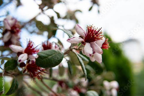 wunderschöne Blüte der Ananasguave