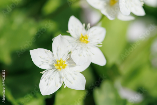 ２輪が寄り添うに様に咲くニリンソウの花