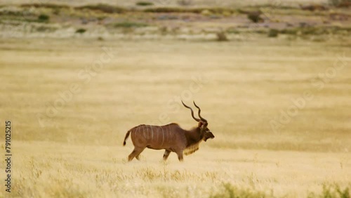 A wide angle shot of a Greater kudu (Tragelaphus strepsiceros) in african Savanah photo