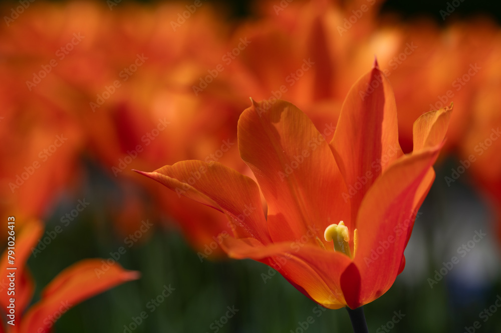 Orange tulips glow in the sun in a field. The pollen is yellow. Orange tulips glow in the sun in a field. The pollen is yellow.