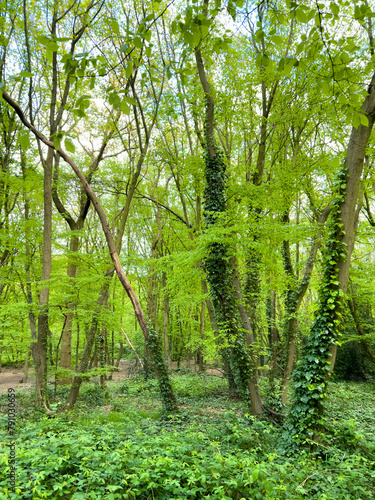 Spring in a hornbeam wood, London, UK