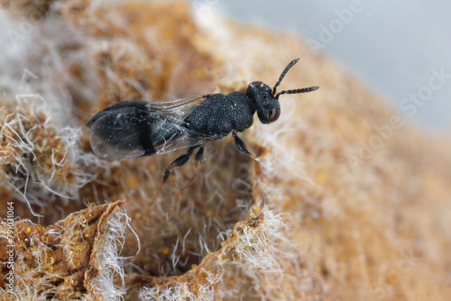 Parasitic, parasitoid wasp. A small hymenopteran whose larvae eat other insects.