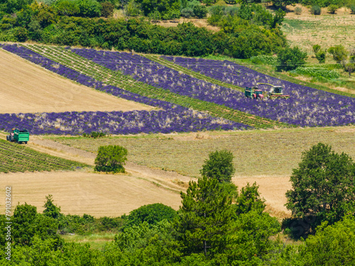 Tractor working on lavender field. Harvest time