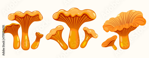 Set of light orange chanterelle mushrooms. Common or real chanterelle. Close-up. Vector. Spring-autumn season.