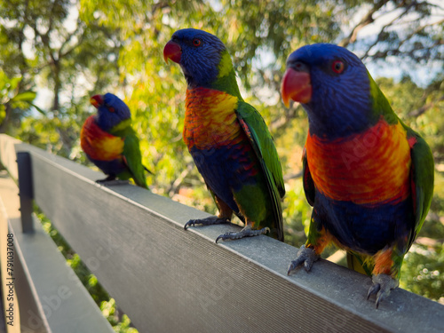 Rainbow Lorikeet Parrot. Birds of Australia (ID: 791037008)