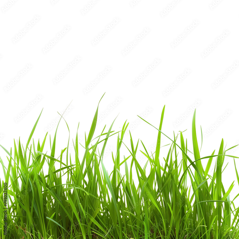 Green grass (transparent) Green grass (transparent)