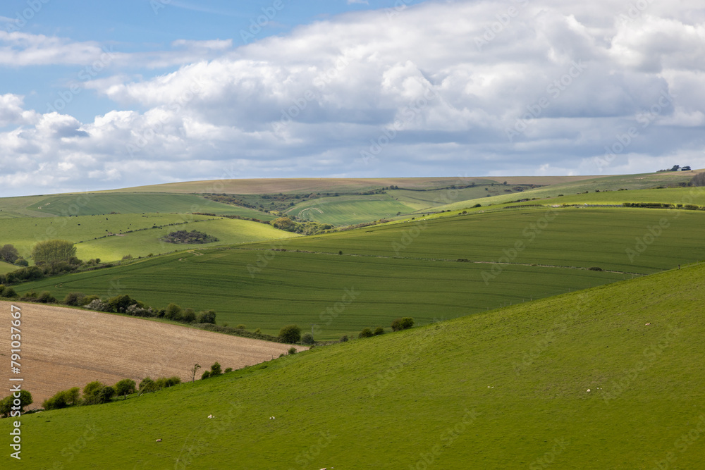 A view over green fields in Sussex, with young crops growing in the fields A view over green fields in Sussex, with young crops growing in the fields