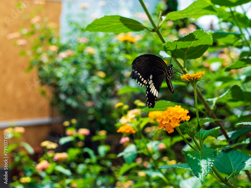 A live black Mormon butterfly (Papilio polytes) drinks nectar from an orange flower in a greenhouse