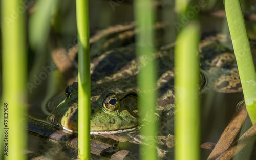 American Bullfrog adult male ambush hunting. Ed R. Levin County Park, Santa Clara County, California.