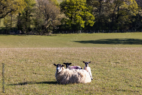 Two lambs with their mother in a field in rural Sussex, on a sunny spring day photo