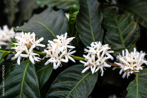 White flowers of a blooming arabica coffee trees