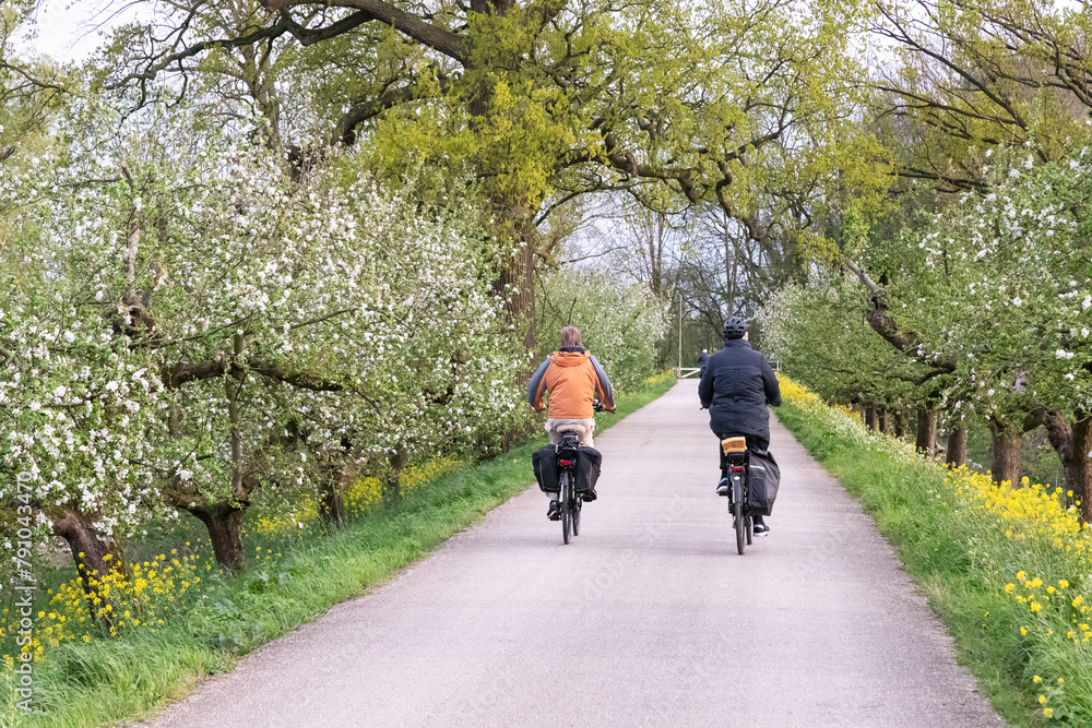 Obraz premium Cyclists ride on a cycle path surrounded by flowering fruit trees in the Betuwe.