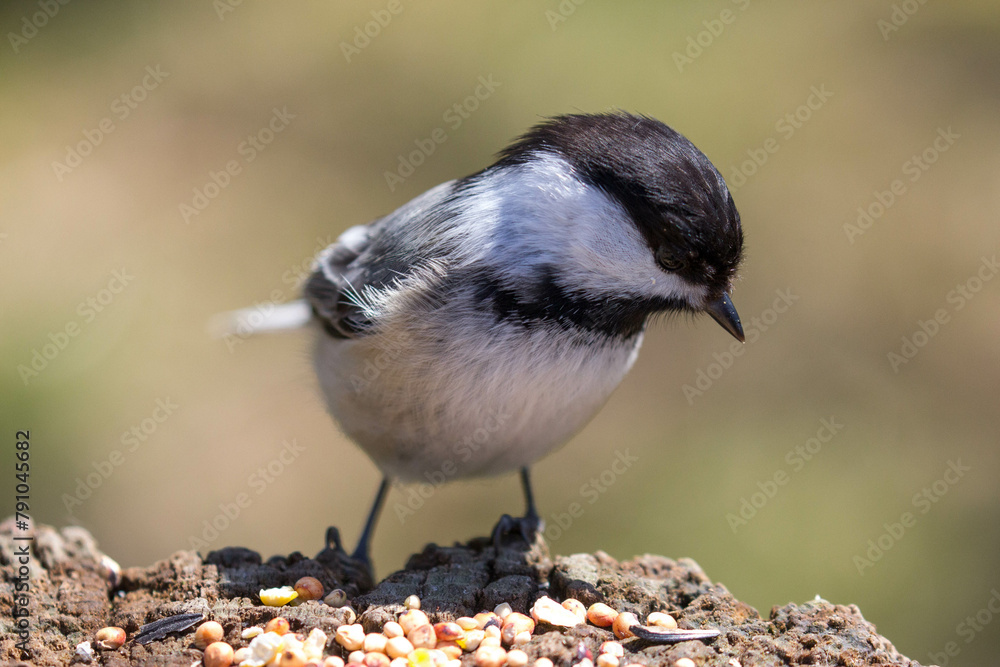 black capped chickadee eating seeds
