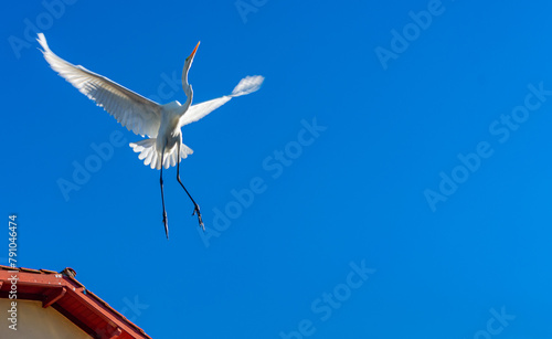garça branca voando no céu photo