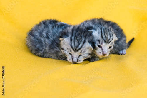 2 little cute newborn kitten, soft and vulnerable