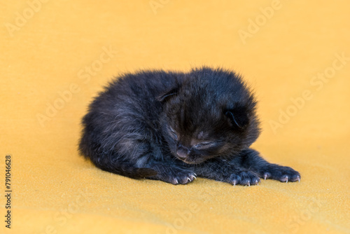 1 little black cute newborn kitten, soft and vulnerable