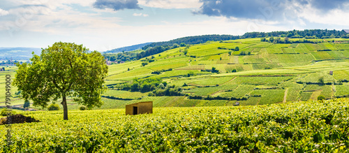 Green vineyards. Pommard wine region, France