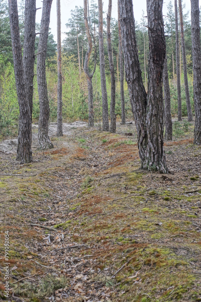 road made of sand among pine trees in nature in the autumn forest road made of sand among pine trees in nature in the autumn forest