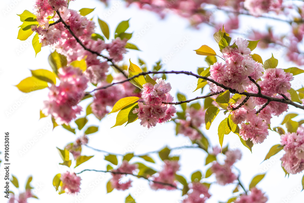 dreamy pastel cherry blossom blooming tree in the spring in citadel park in Poznan Poland dreamy pastel cherry blossom blooming tree in the spring in citadel park in Poznan Poland