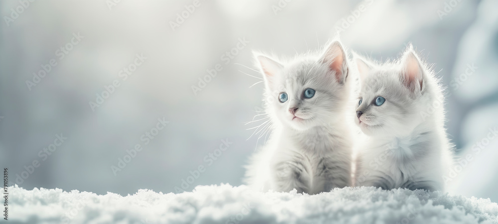 Two white fluffy kittens on light background with copy space