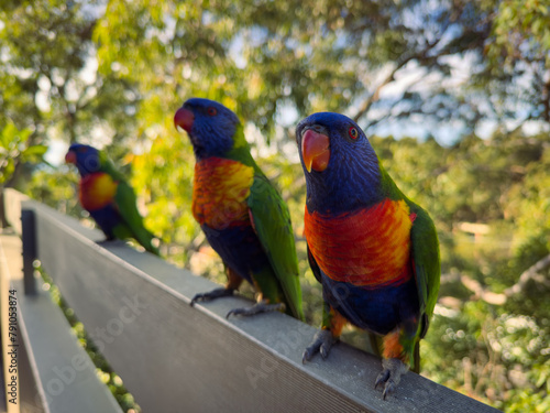 Rainbow Lorikeet Parrot. Birds of Australia (ID: 791053874)