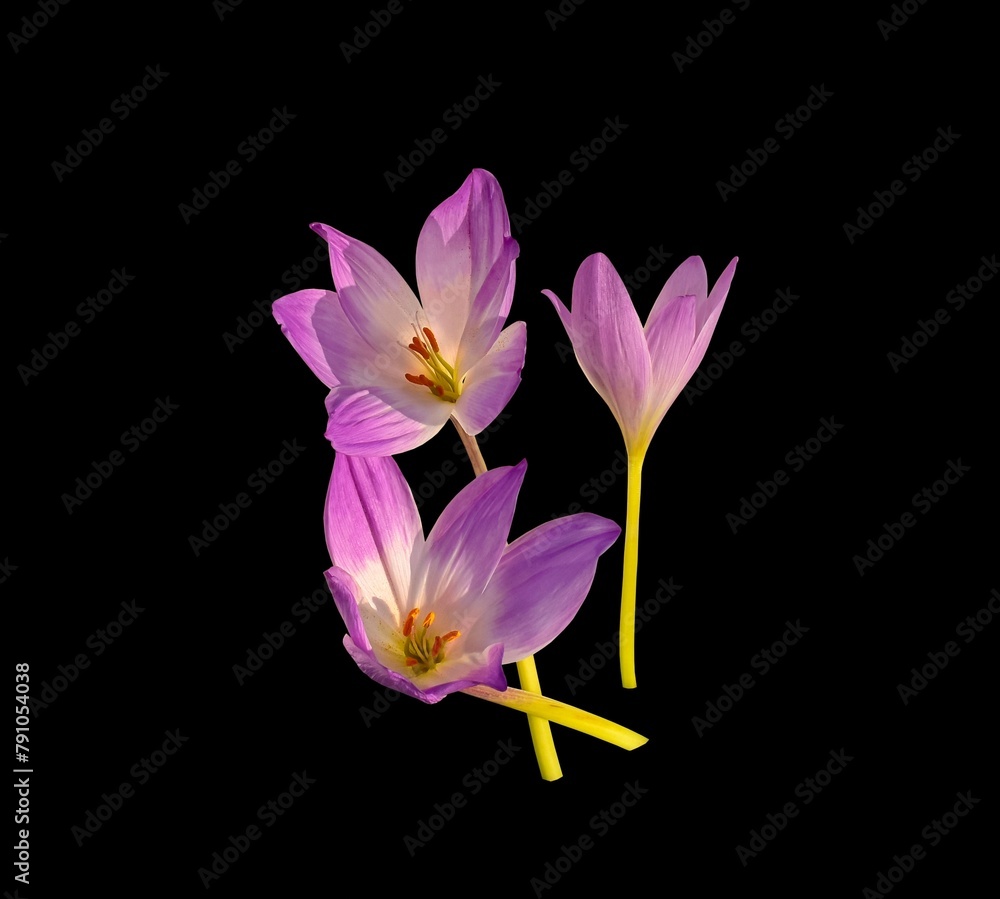 Fototapeta premium purple colchicum flower