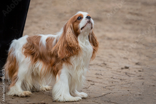 Cavalier King Charles Spaniel on a walk in the park, playing on a sandy field