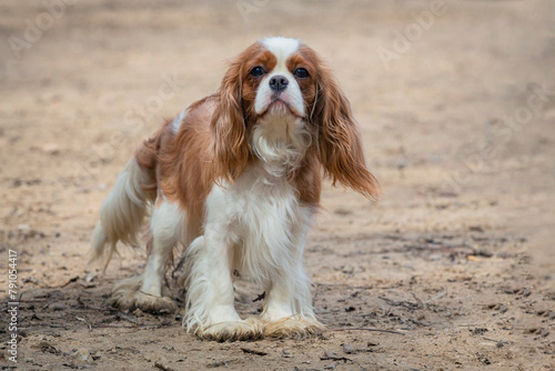 Cavalier King Charles Spaniel on a walk in the park, playing on a sandy field